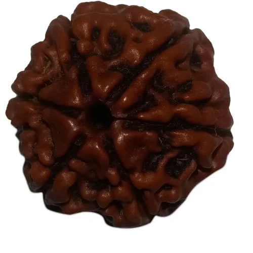 6-mukhi-rudraksha.webp