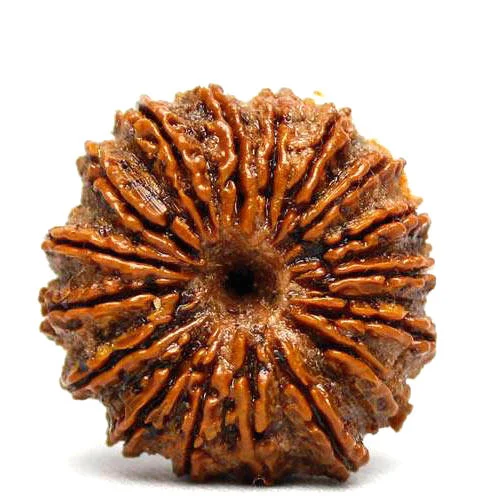 18-mukhi-rudraksha.webp