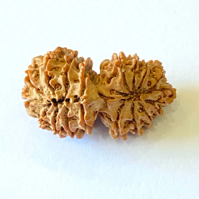 19 mukhi rudraksha.webp