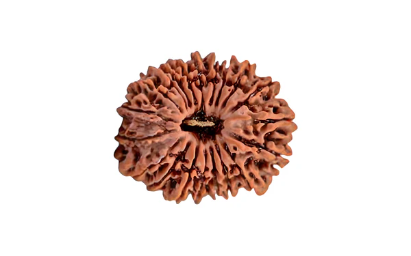 20 mukhi.webp