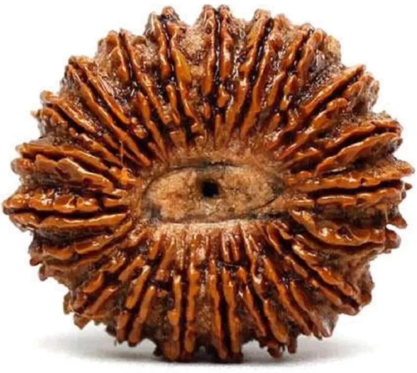 21 mukhi.webp
