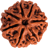 rudraksha-img