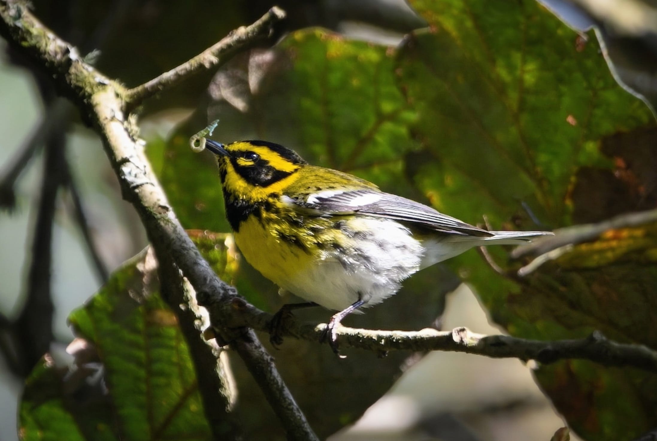 Birdwatching tour at Cerro de la Cruz, Antigua Guatemala