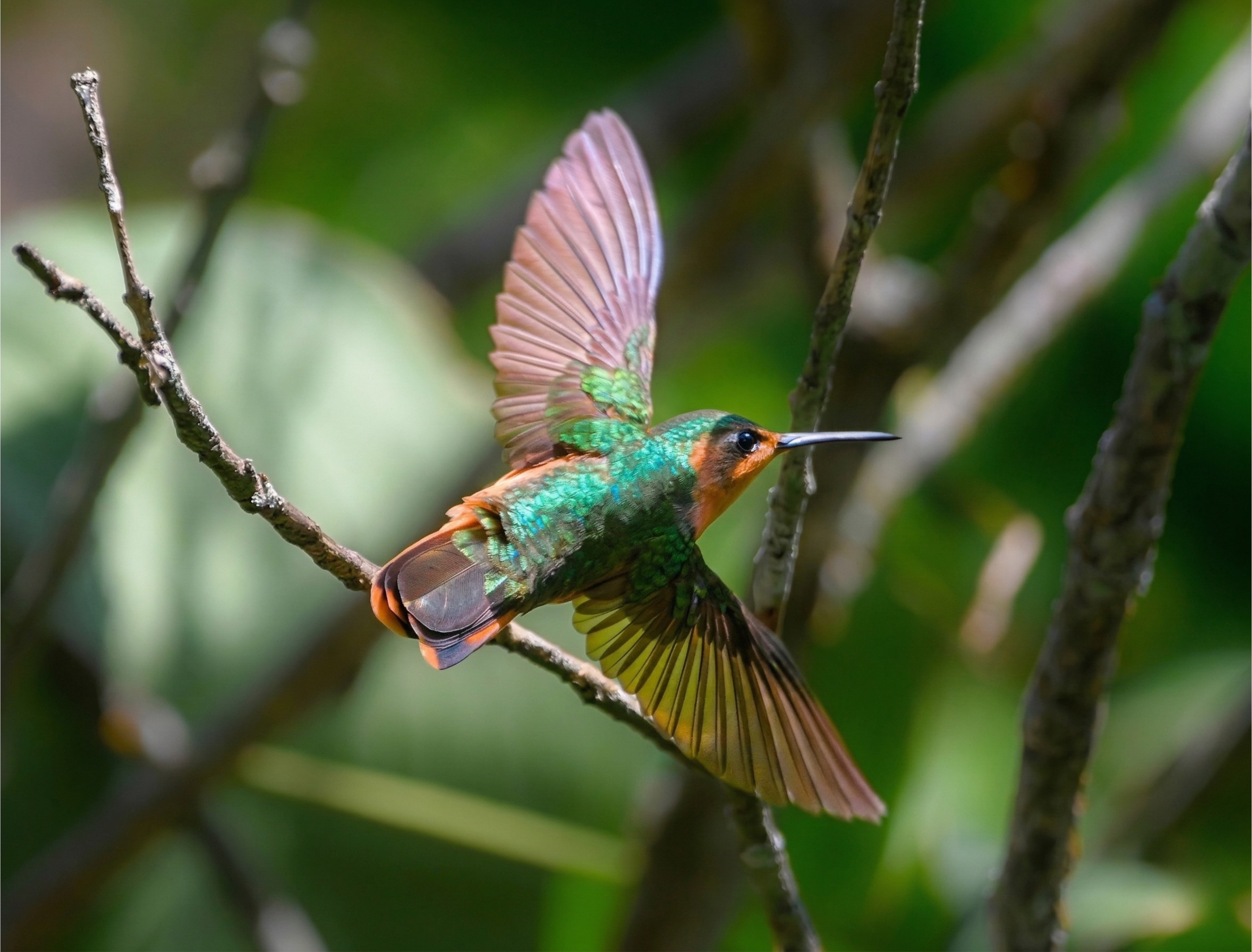 Hummingbird watching at Finca el Pilar, Antigua