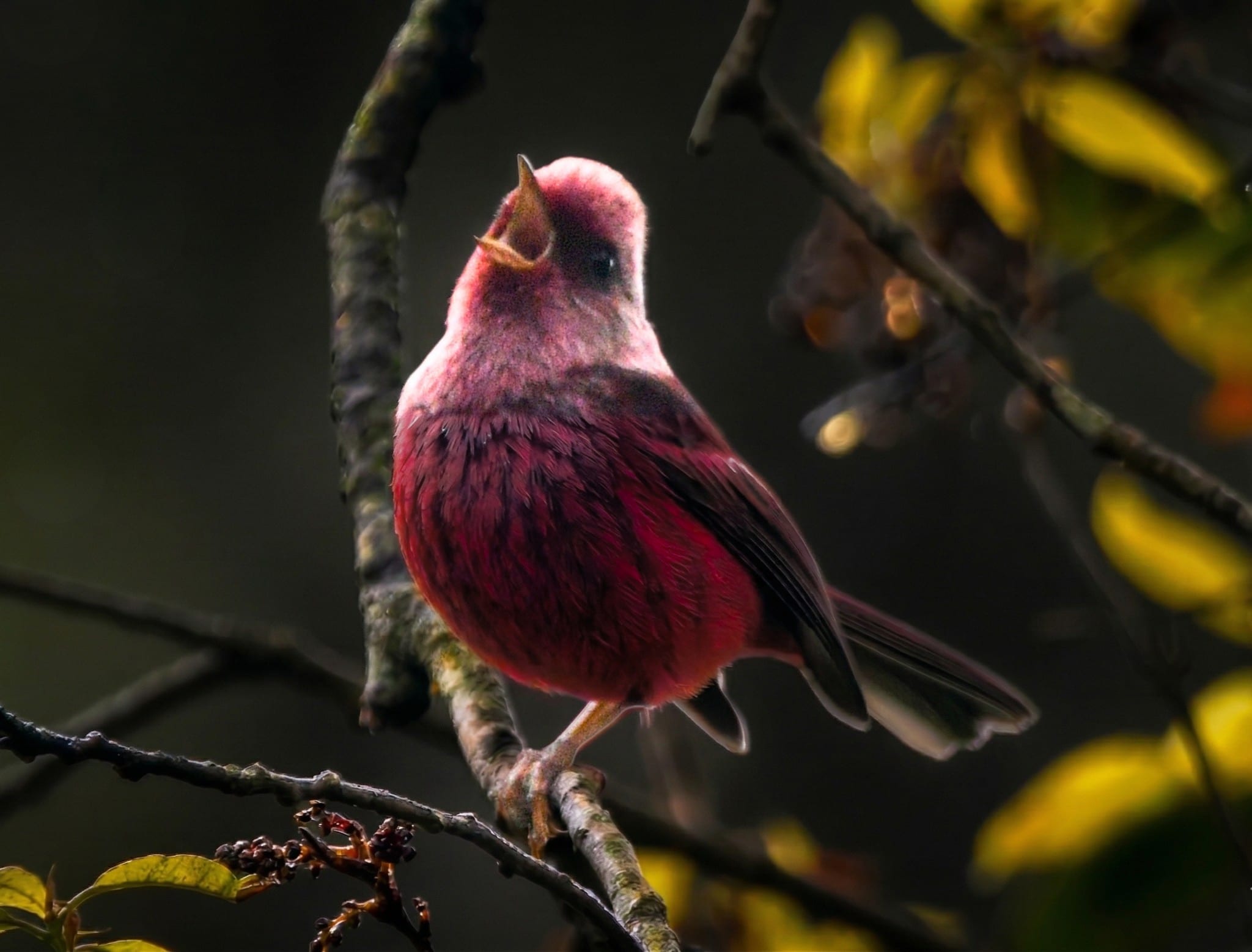 Birdwatching and breakfast in Tecpán, Guatemala