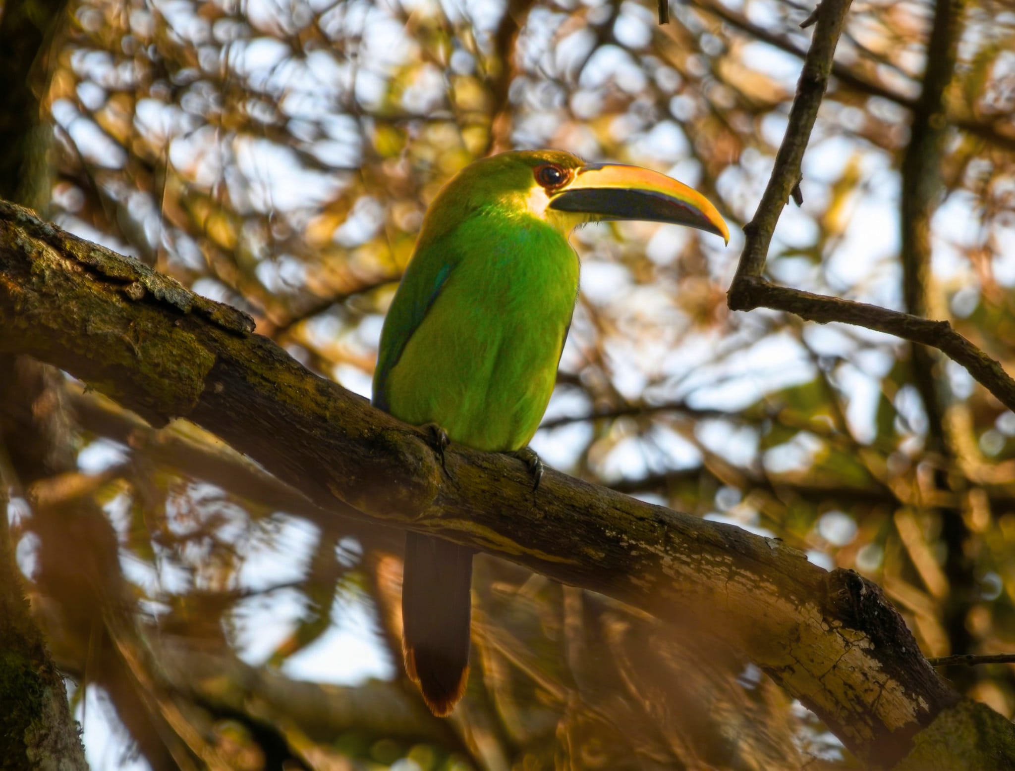 Birding in San Cristóbal el Alto, Guatemala