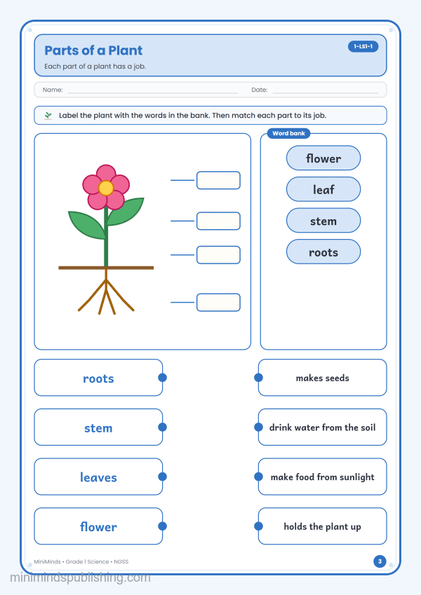 Parts of a Plant — free printable 1st Grade science worksheet for ages 6-7 (Common Core 1-LS1-1)