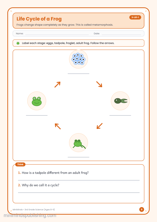 Life Cycle of a Frog — free printable 3rd Grade science worksheet for ages 8-9 (Common Core 3-LS1-1)