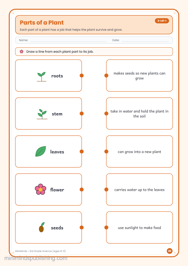 Parts of a Plant — free printable 3rd Grade science worksheet for ages 8-9 (Common Core 3-LS1-1)