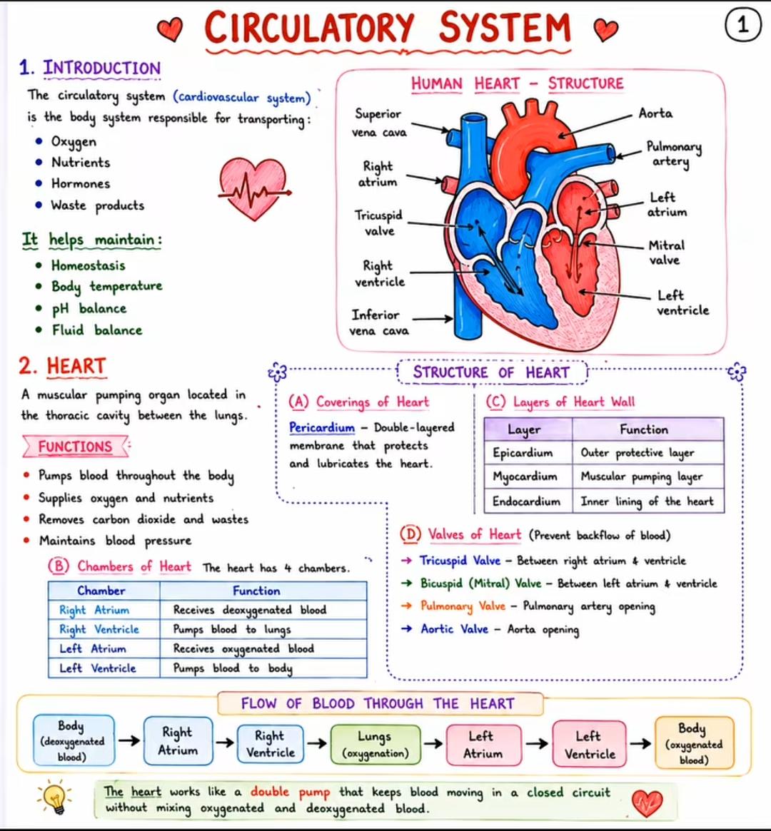 Circulatory System — page 1 of 4