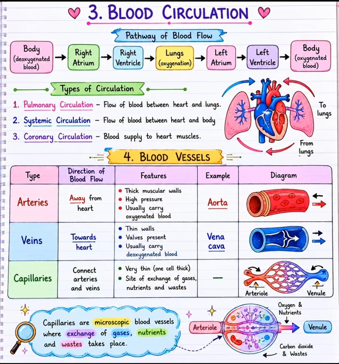 Blood Circulation & Blood Vessels