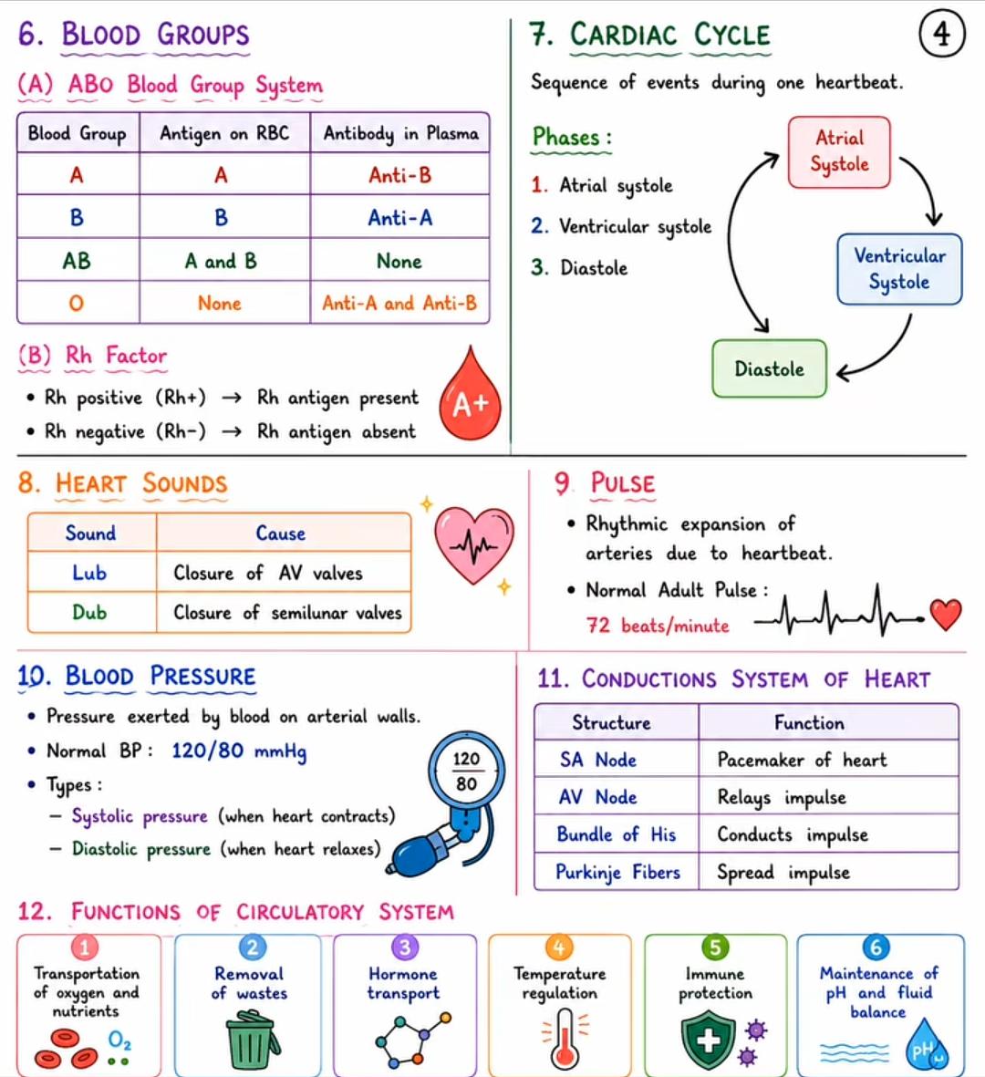 Blood Groups & the Cardiac Cycle