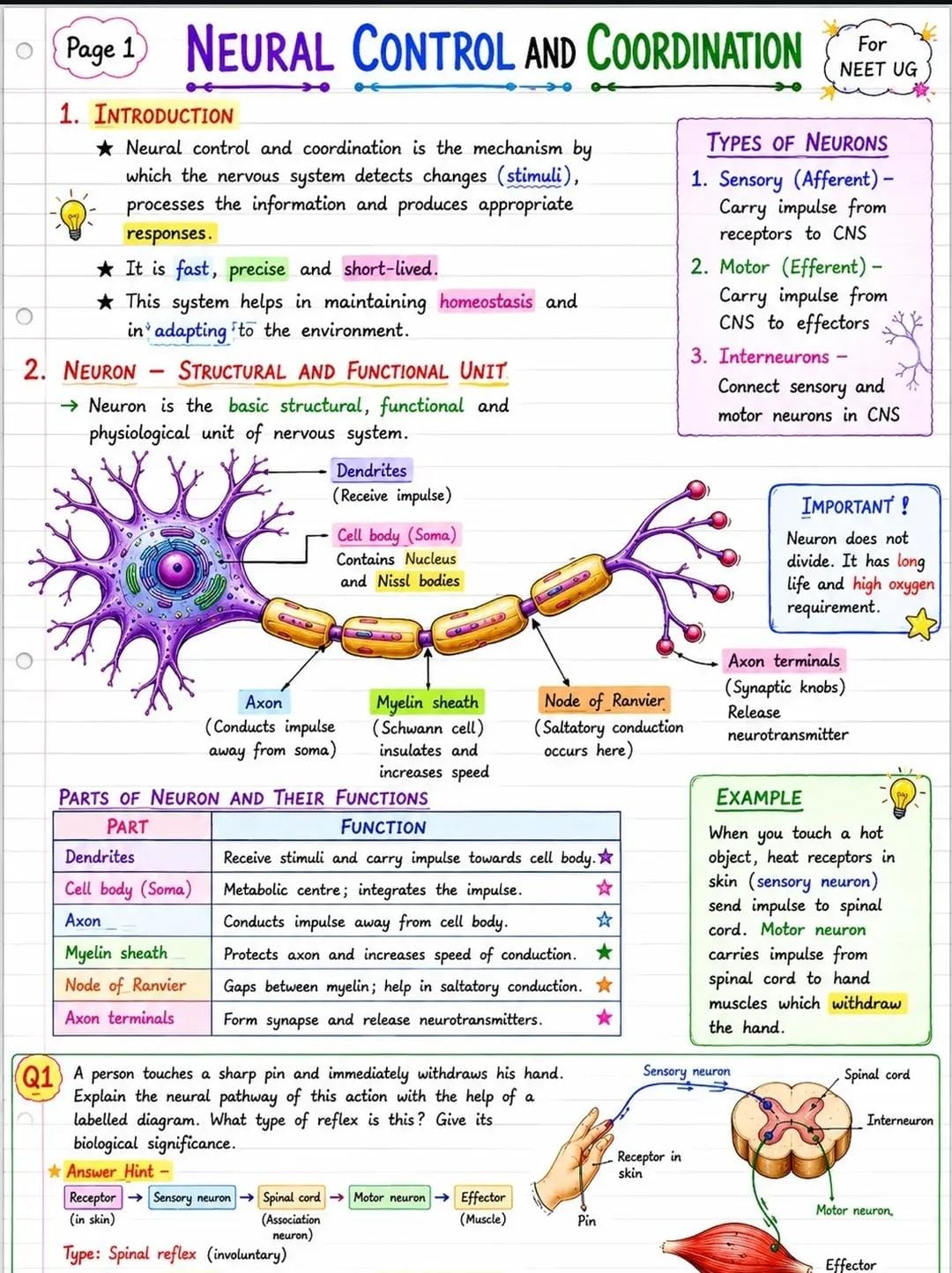 Neural Control & Coordination — page 1 of 5