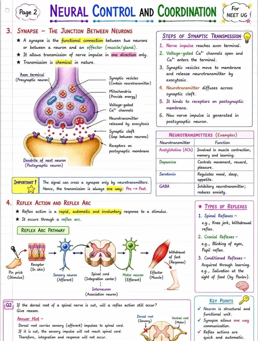 The Synapse & Reflex Action