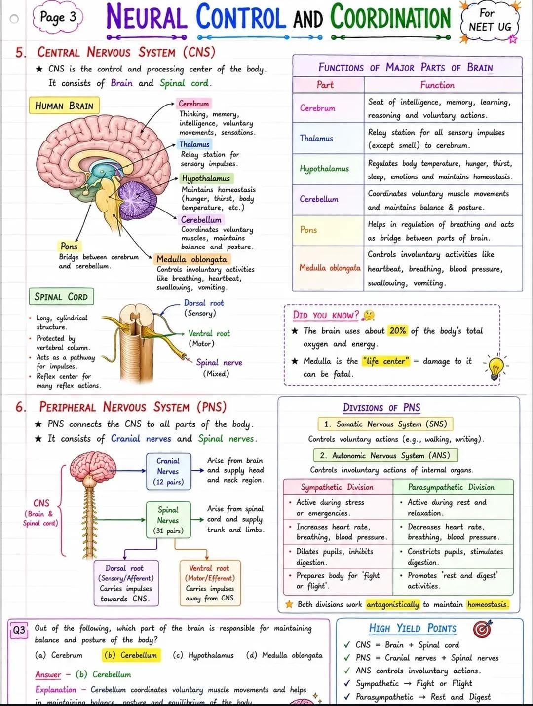 The Central & Peripheral Nervous Systems