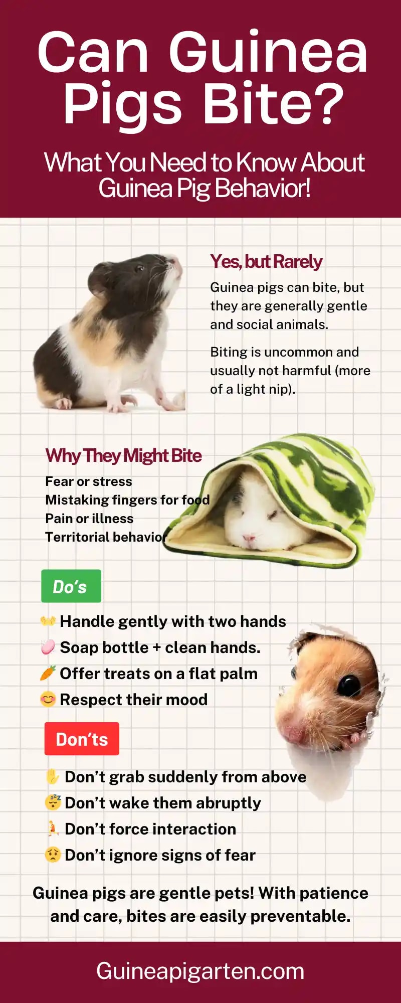 Can Guinea Pigs Bite? Understanding Their Behavior + Safe Handling Tips