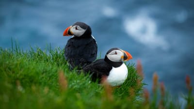 Bli med til vakre F�r�yene � Atlanterhavets perle