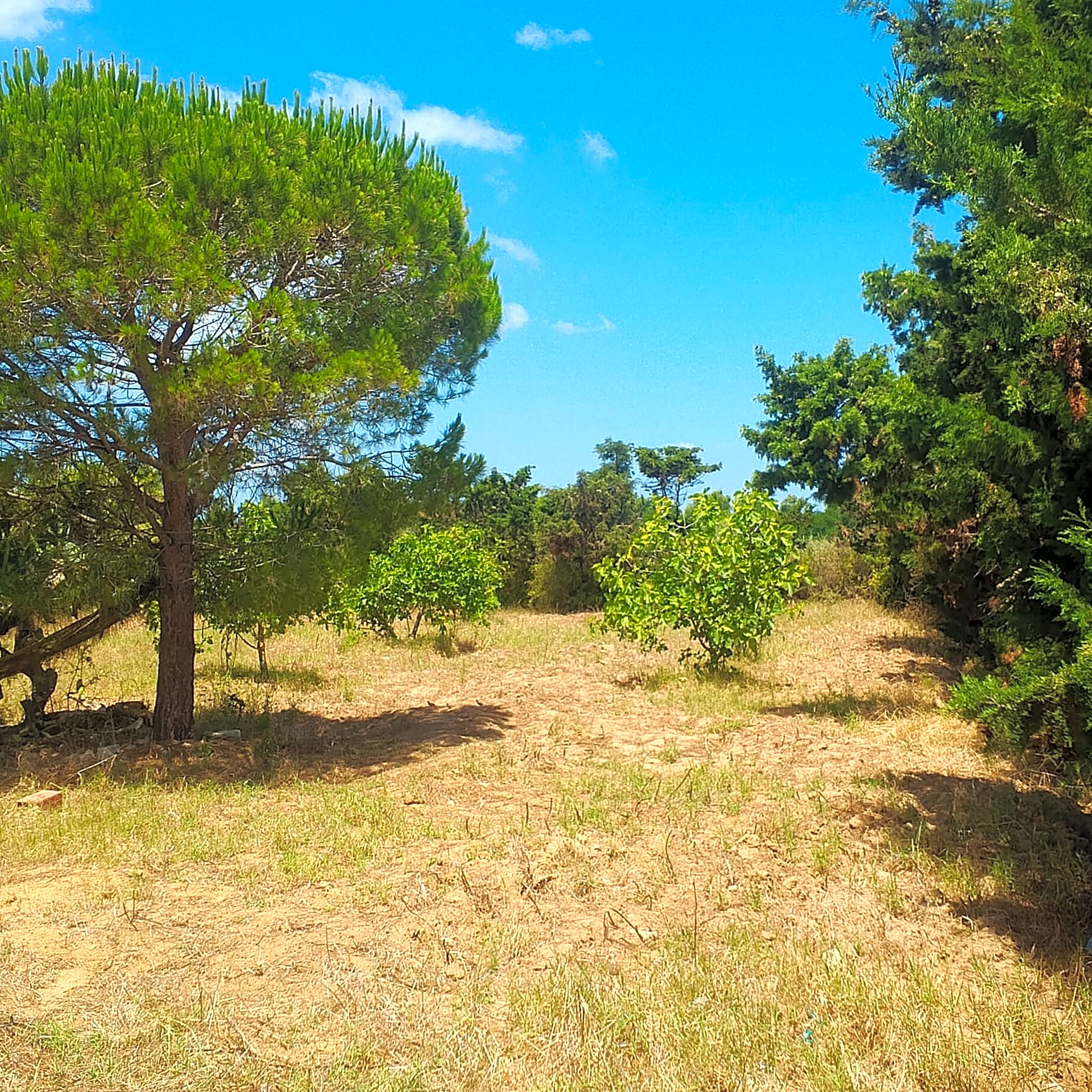 Terrain Hammam Laghzez 1300m² Bord de Mer 4