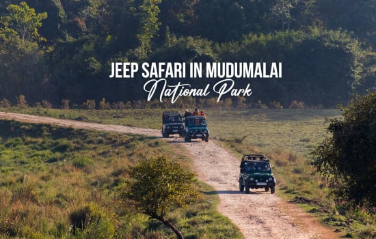 Jeep Safari in Mudumalai National Park, Ooty