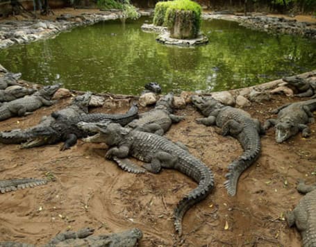 Battambang Crocodile Farm