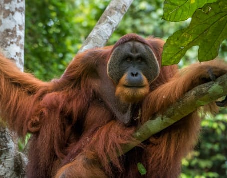 The Great Orangutan Project