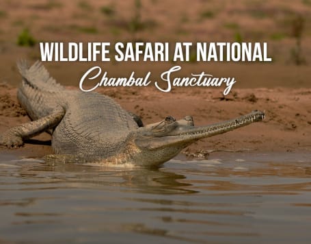 Wildlife Safari at National Chambal Sanctuary