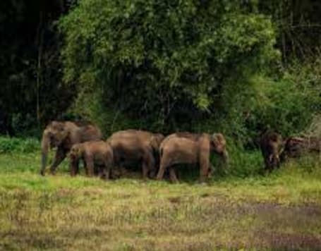 Safari in a Jeep at Tholpetty Wildlife Sanctuary