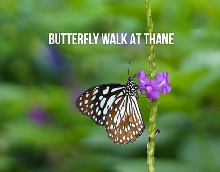 Book Tickets to Butterfly Walk at Thane