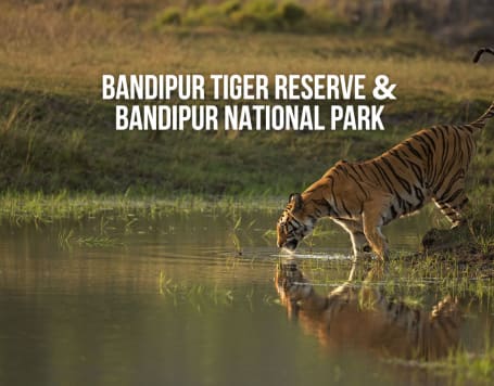 Bandipur Tiger Reserve and Bandipur National Park