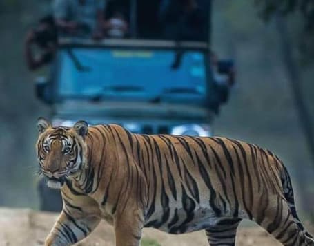 Nagarhole Safari, Coorg