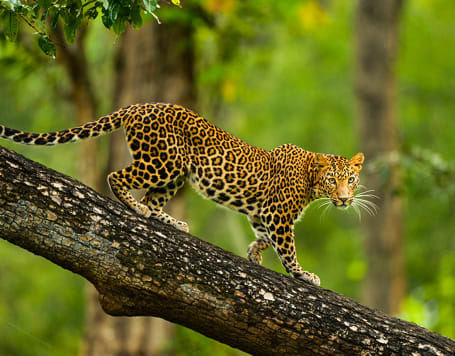 Nagarhole Safari in Coorg