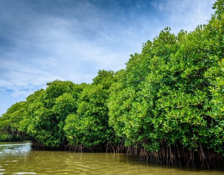 Mangrove Forest