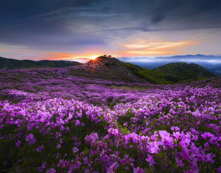 Valley of Flowers Trek from Pune