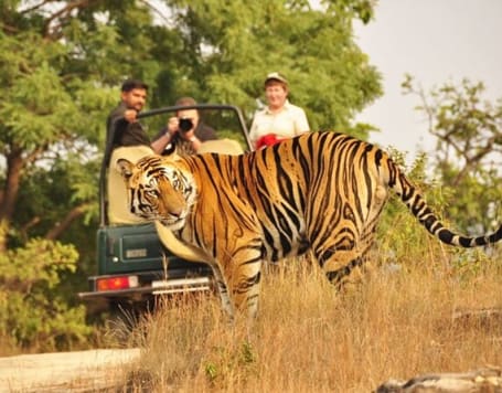 Private Ranthambore Tiger Safari