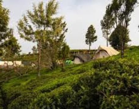 Camping by Tea Gardens Ooty