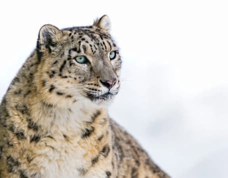 Snow Leopard Safari, ladakh