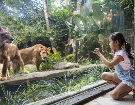 Bali Zoo