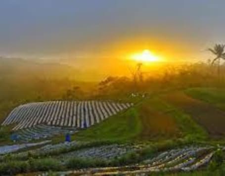 Bali Strawberry Farm