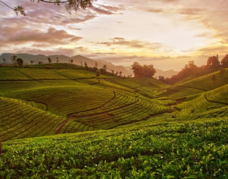 Chikmagalur Coffee Estate Tour