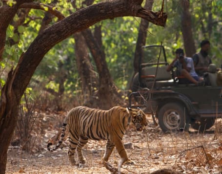 Goa Jungle Safari In Open Jeep