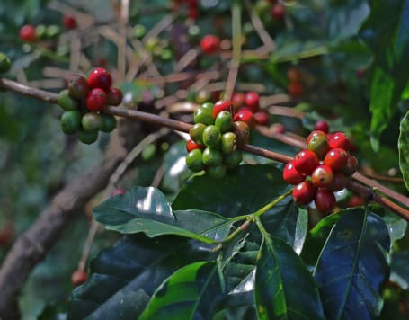 Coffee Plantation In Coorg