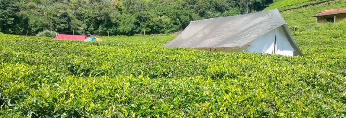 Camping by Tea Gardens Ooty Image