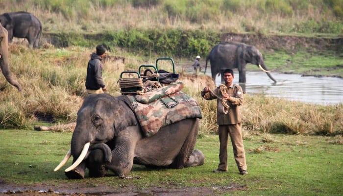 Elephant Safari - Kabini