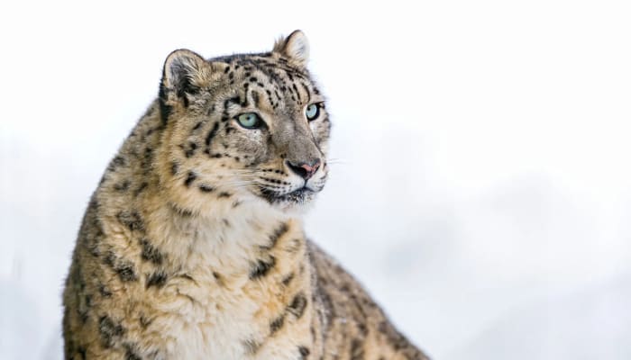 Snow Leopard Safari, ladakh, Book Safari @ 35% OFF