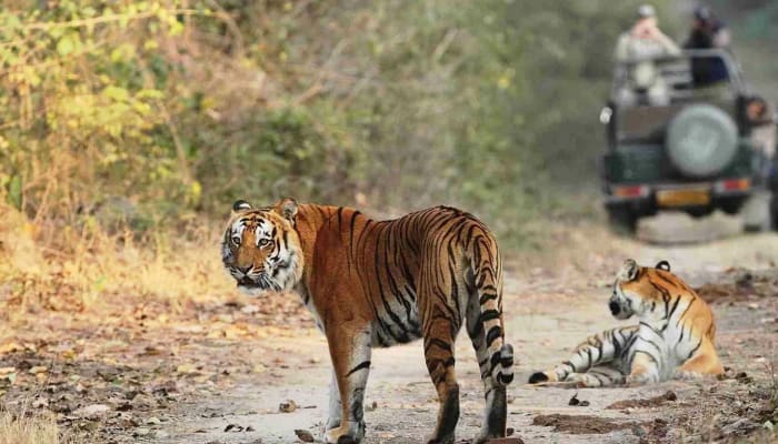 Jim Corbett National Park Trip 2024 | Flat 25% Off