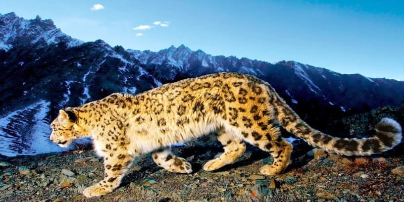 Hemis wildlife sanctuary