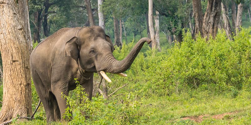 Coorg (276 Km from Bangalore)