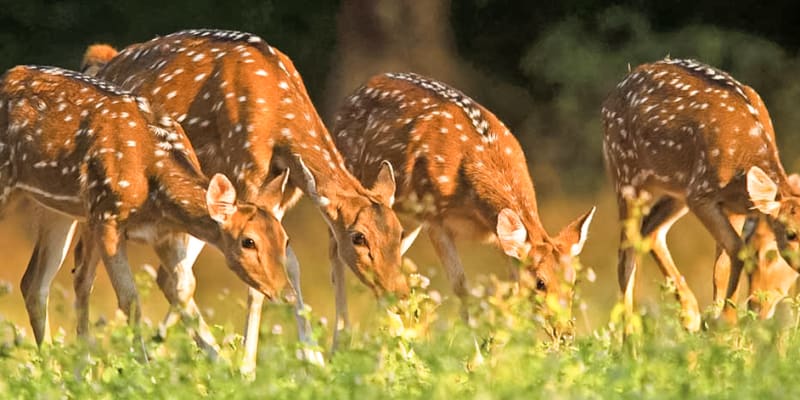 Mudumalai National Park (235 Km from Bangalore)