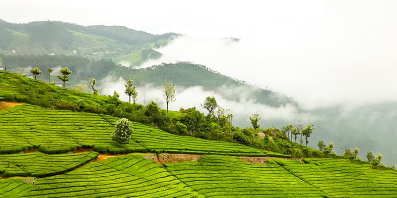 Coonoor (293 Km from Bangalore)