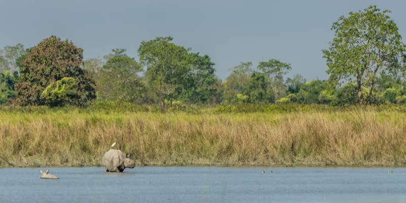 Wonderful Wildlife Tour of Meghalaya with Kaziranga